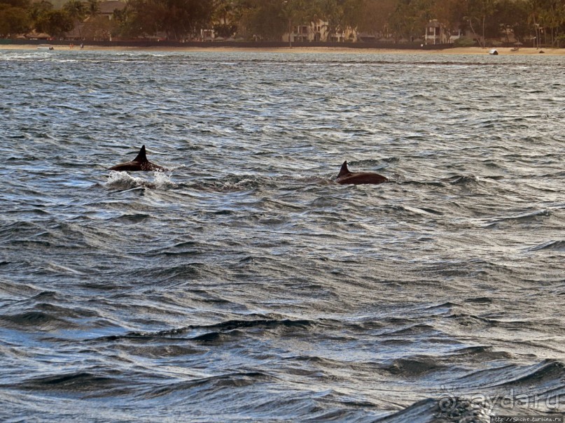 Купание с дельфинами в бухте Тамарен