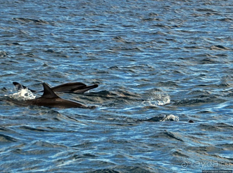 Купание с дельфинами в бухте Тамарен