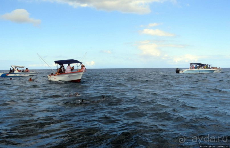 Купание с дельфинами в бухте Тамарен