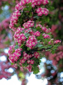 Англиканская церковь в память о замученном архиепископе