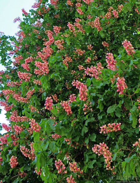 Англиканская церковь в память о замученном архиепископе
