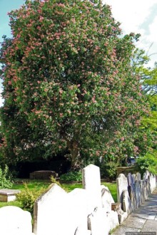 Англиканская церковь в память о замученном архиепископе
