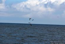 Игры молодых фрегатов