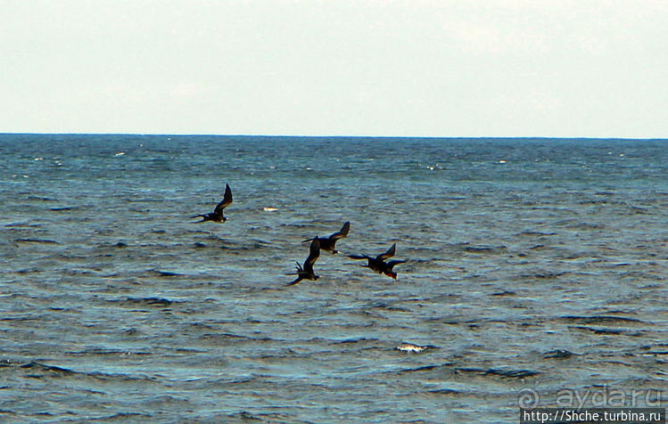 Игры молодых фрегатов