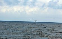 Игры молодых фрегатов