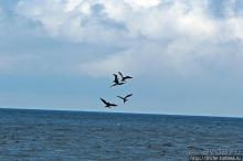 Игры молодых фрегатов