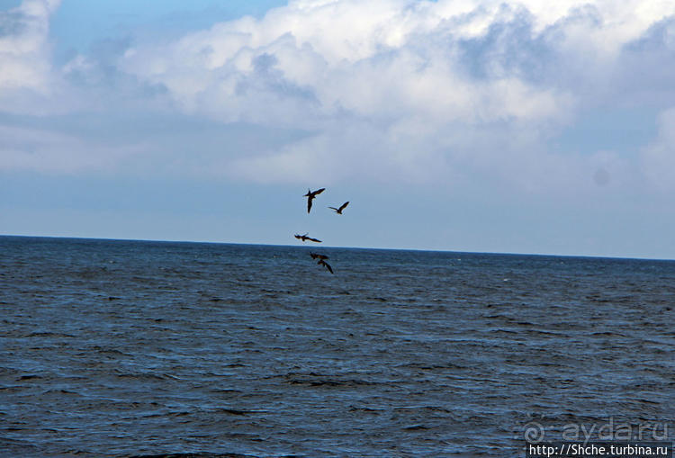 Игры молодых фрегатов