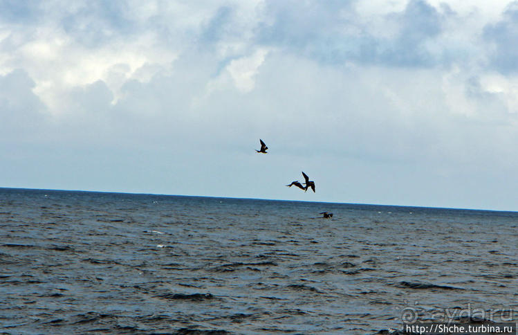 Игры молодых фрегатов