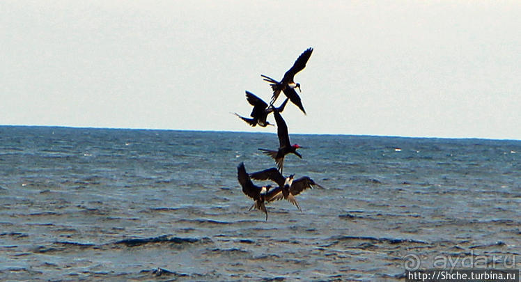 Игры молодых фрегатов