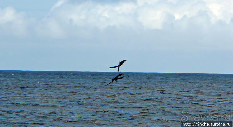 Игры молодых фрегатов