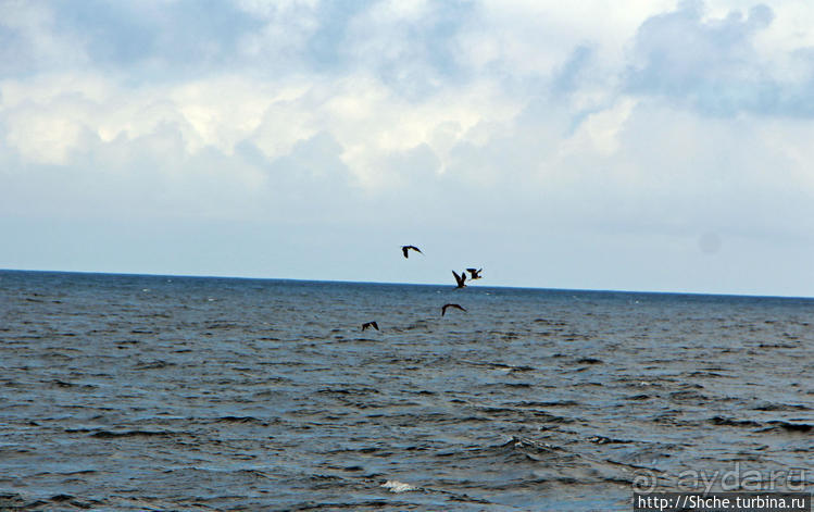 Игры молодых фрегатов