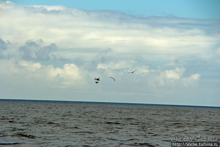 Игры молодых фрегатов