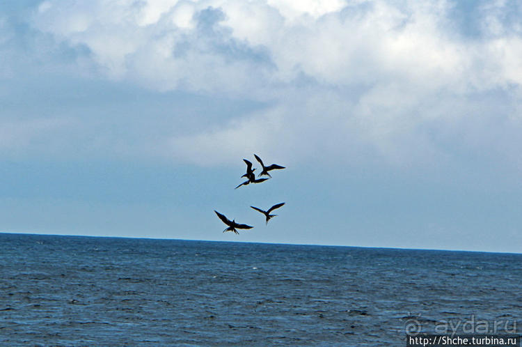 Игры молодых фрегатов