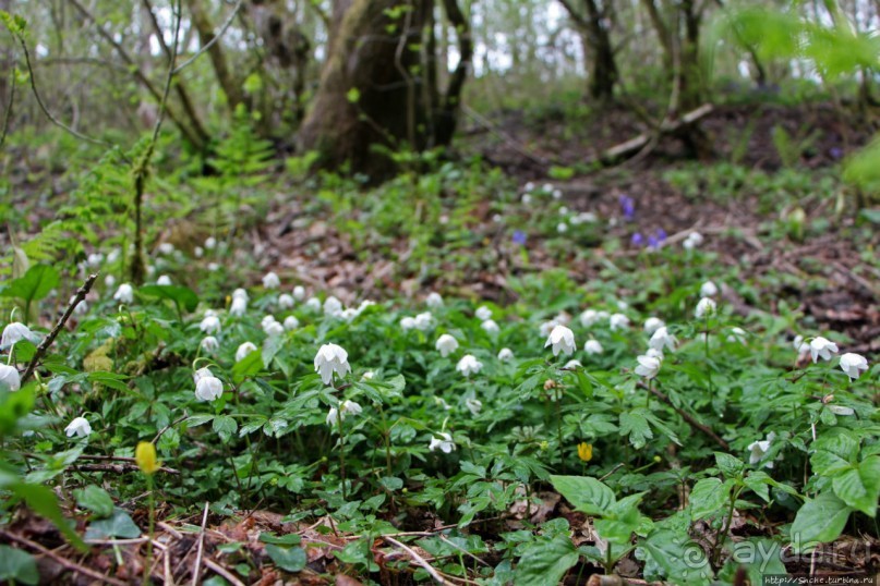 Альбом отзыва "Henrhyd — водопад в дремучем уэльском лесу"