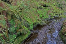 Альбом отзыва "Henrhyd — водопад в дремучем уэльском лесу"