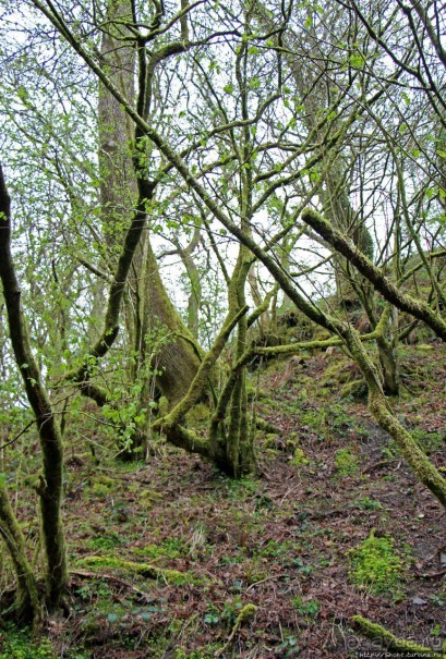 Henrhyd — водопад в дремучем уэльском лесу