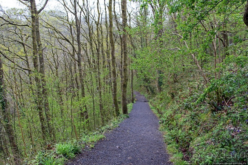 Henrhyd — водопад в дремучем уэльском лесу