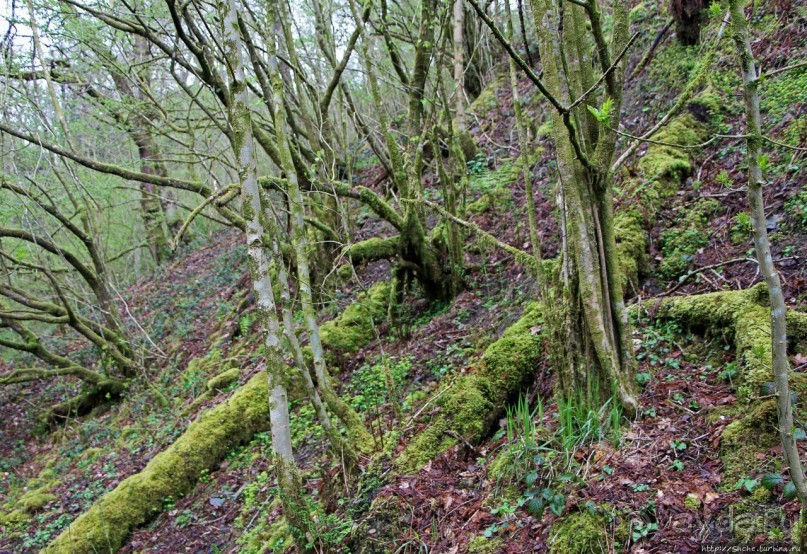 Henrhyd — водопад в дремучем уэльском лесу