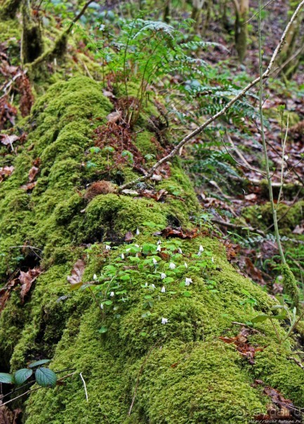 Henrhyd — водопад в дремучем уэльском лесу