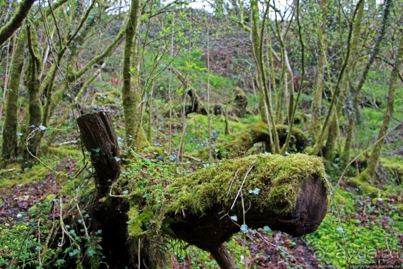 Henrhyd — водопад в дремучем уэльском лесу