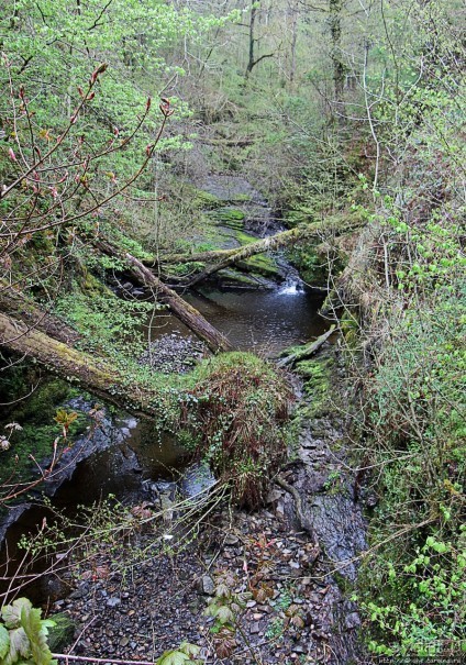 Henrhyd — водопад в дремучем уэльском лесу