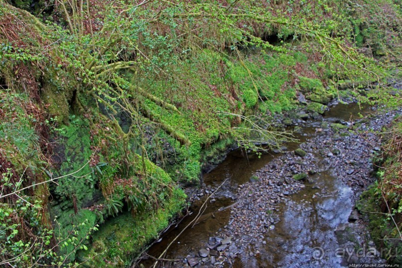 Henrhyd — водопад в дремучем уэльском лесу