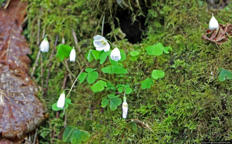 Henrhyd — водопад в дремучем уэльском лесу