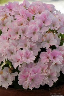 Самая пафосная таверна в Калифее