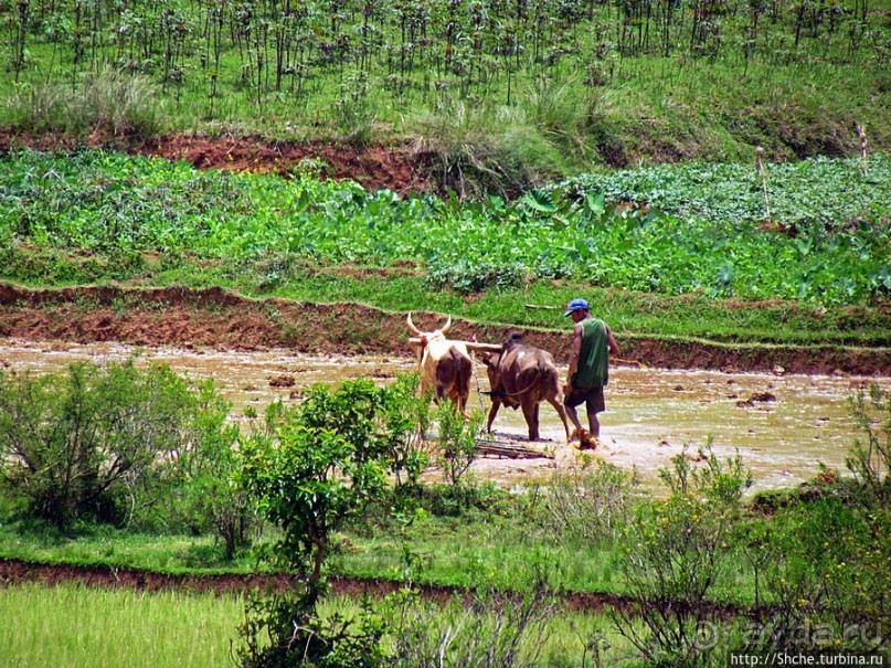 Мадагаскарские картинки. Уезжаем на юг от столицы