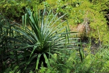 Talofofo Falls Park — важнейшее туристическое место Гуама