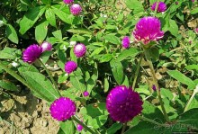 Сад роз и Ботанический сад в Сампране (близ Бангкока)