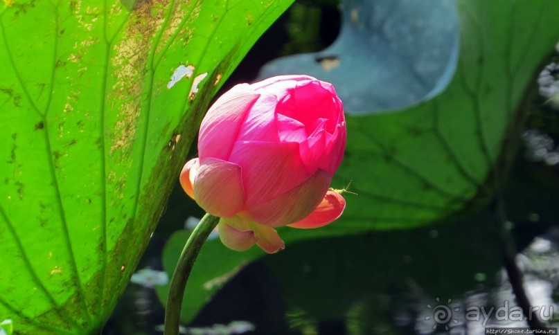 Сад роз и Ботанический сад в Сампране (близ Бангкока)