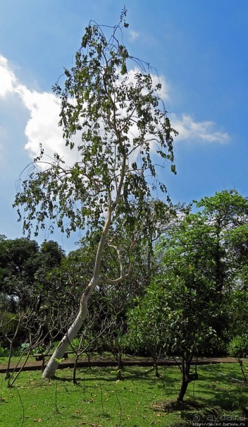 Сад роз и Ботанический сад в Сампране (близ Бангкока)