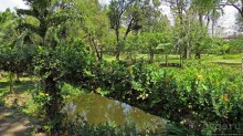 Сад роз и Ботанический сад в Сампране (близ Бангкока)