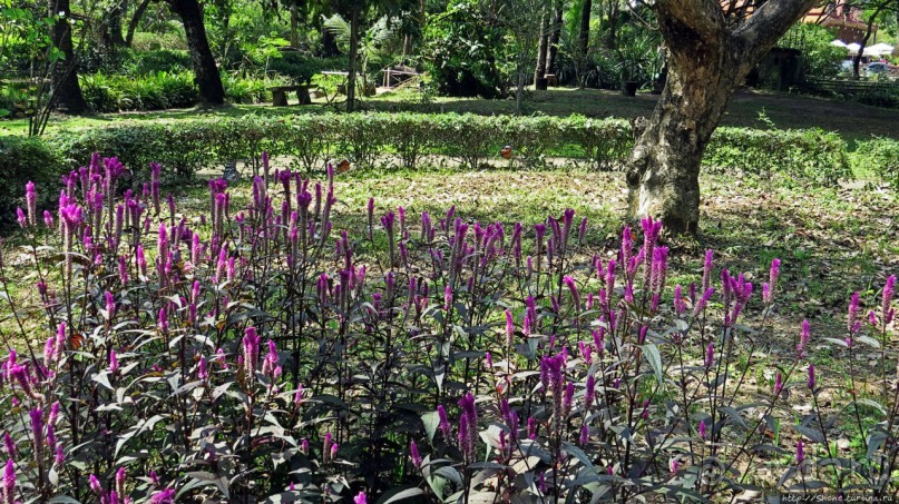 Сад роз и Ботанический сад в Сампране (близ Бангкока)