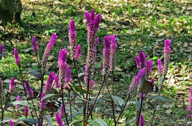 Сад роз и Ботанический сад в Сампране (близ Бангкока)