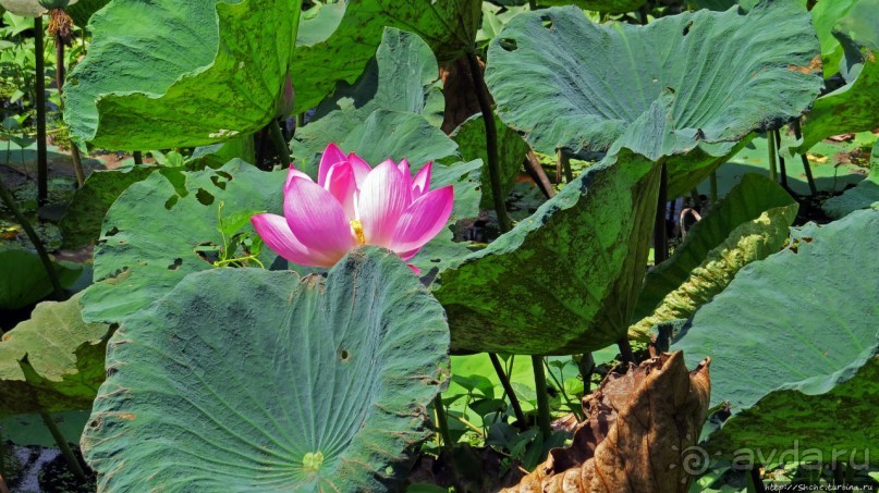 Сад роз и Ботанический сад в Сампране (близ Бангкока)