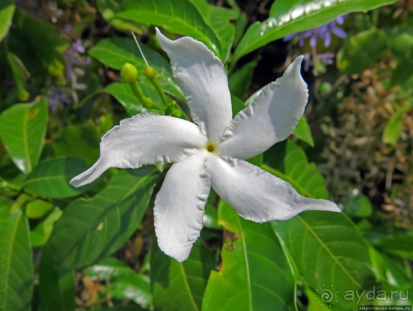 Сад роз и Ботанический сад в Сампране (близ Бангкока)