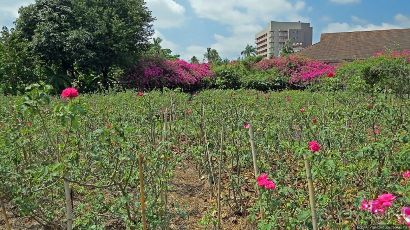 Сад роз и Ботанический сад в Сампране (близ Бангкока)