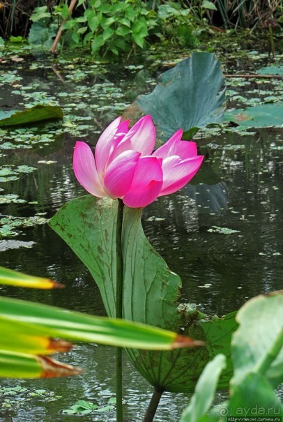 Сад роз и Ботанический сад в Сампране (близ Бангкока)