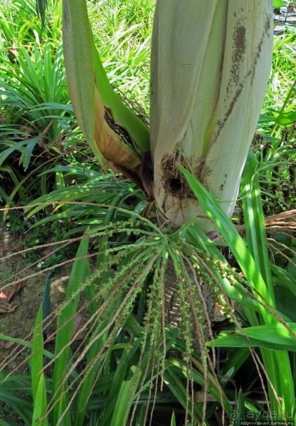 Сад роз и Ботанический сад в Сампране (близ Бангкока)
