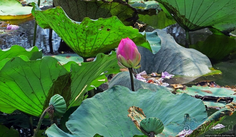 Сад роз и Ботанический сад в Сампране (близ Бангкока)