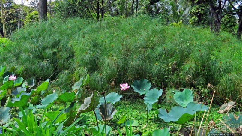 Сад роз и Ботанический сад в Сампране (близ Бангкока)