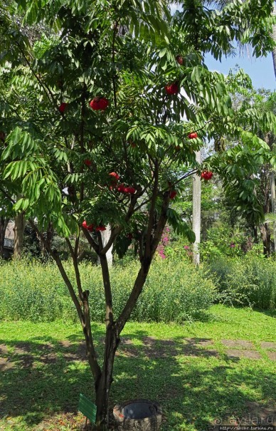 Сад роз и Ботанический сад в Сампране (близ Бангкока)