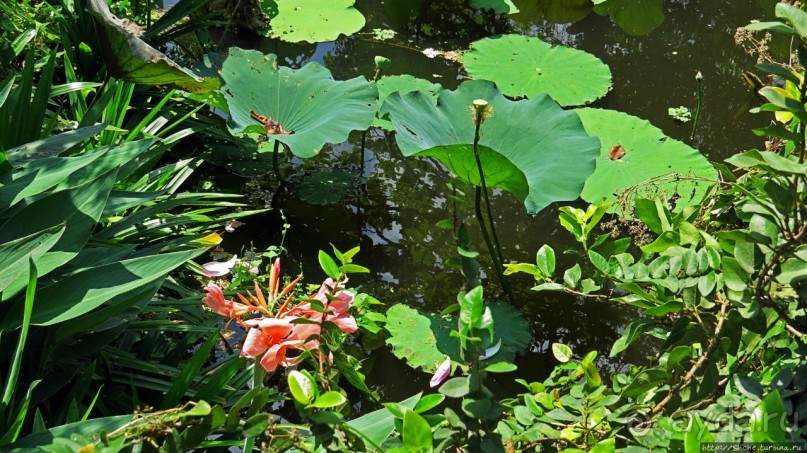Сад роз и Ботанический сад в Сампране (близ Бангкока)