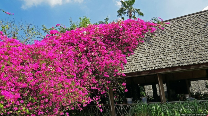 Сад роз и Ботанический сад в Сампране (близ Бангкока)