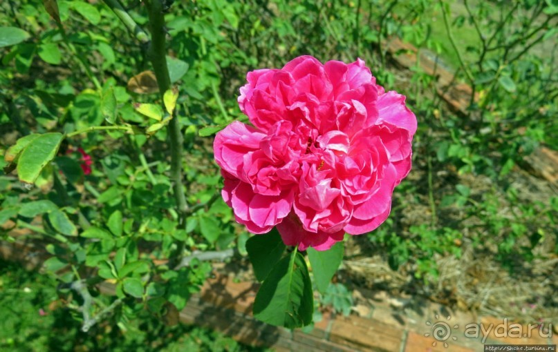 Сад роз и Ботанический сад в Сампране (близ Бангкока)