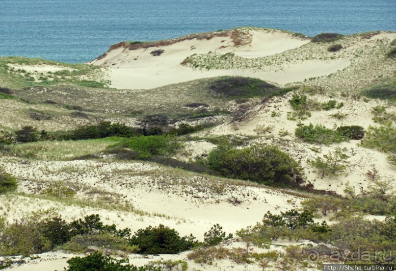 Цветущие дюны мыса Кейп-Код. Виды с площадки инфоцентра