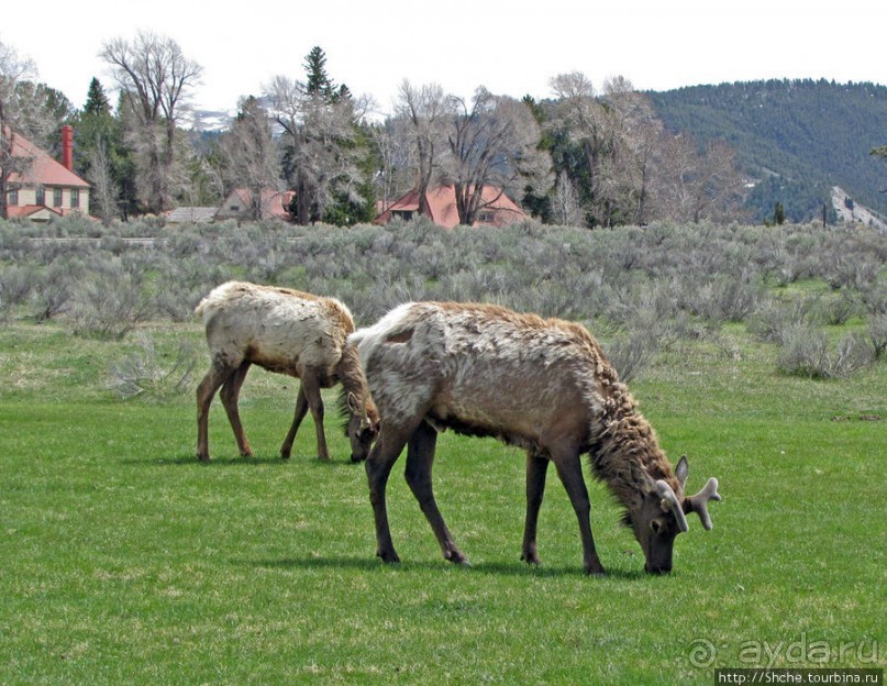 И снова о них... Лоси-олени, или "По газонам не ходить..."