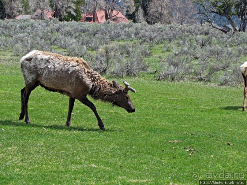 И снова о них... Лоси-олени, или "По газонам не ходить..."